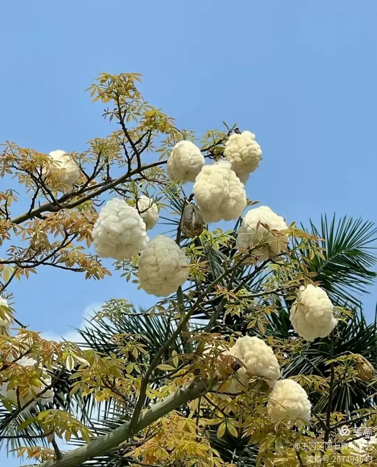 木棉花絮满天飞